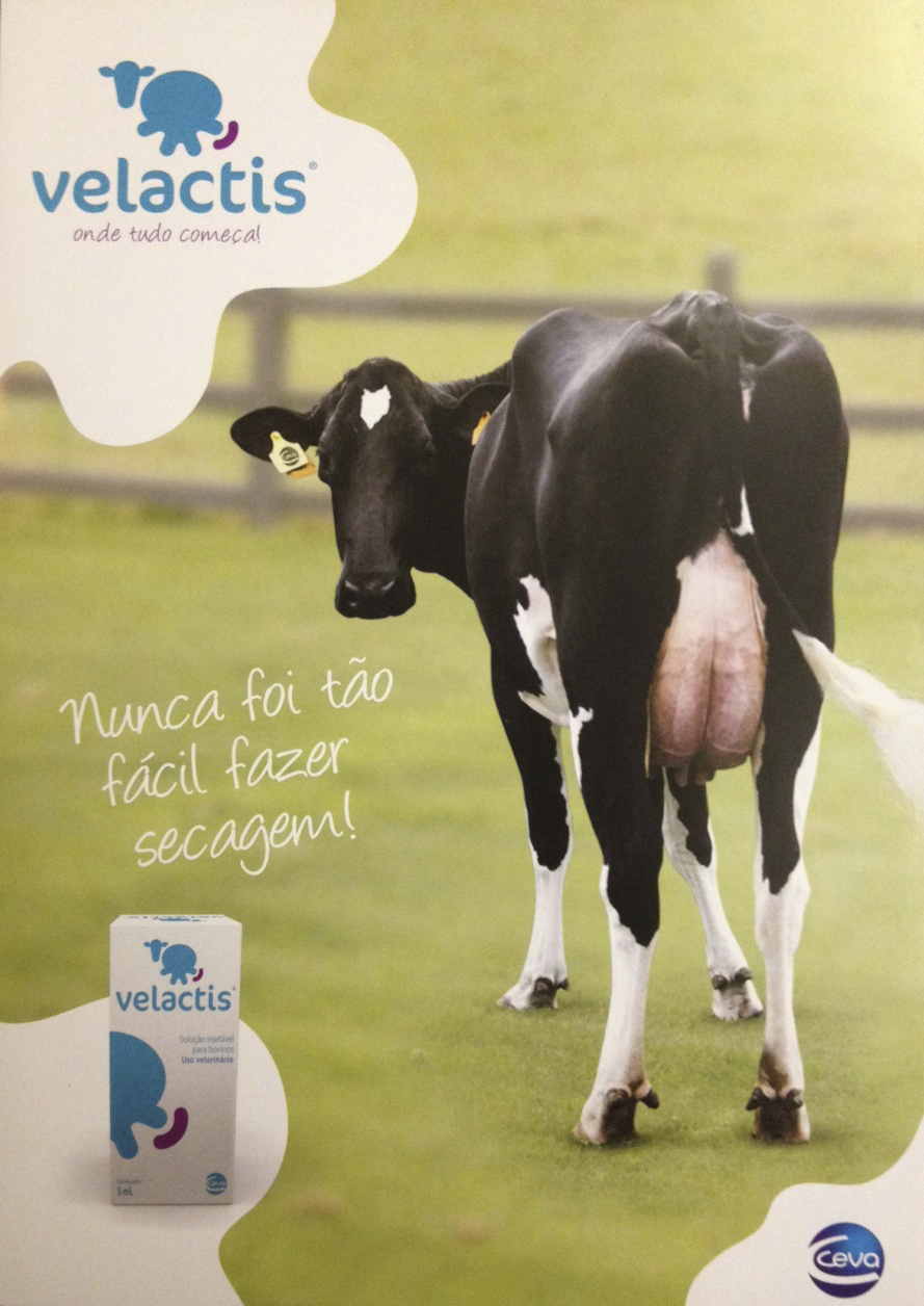 Lançamento do Velactis, um facilitador de secagem de vacas de alta produção